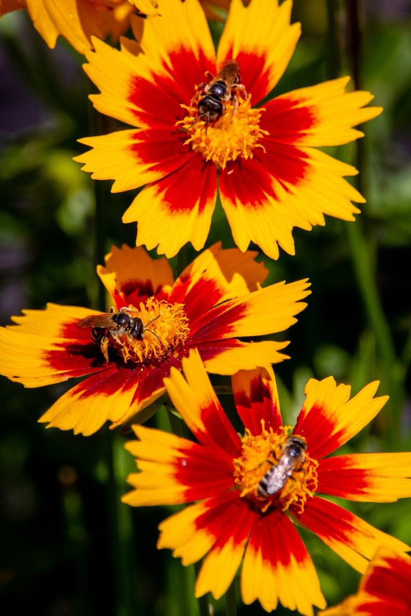 Three yellow and red coreopsis flowers with bees pollinating each of them.