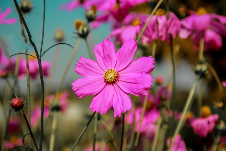 Cosmos is a Hardy Plant with Showy Flowers