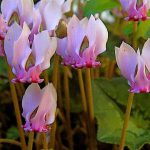 a small batch of pink cyclamen plants and flowers