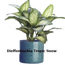 A dieffenbachia plant in a blue grey container