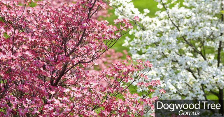 How To Care For The Beautiful Flowering Dogwood