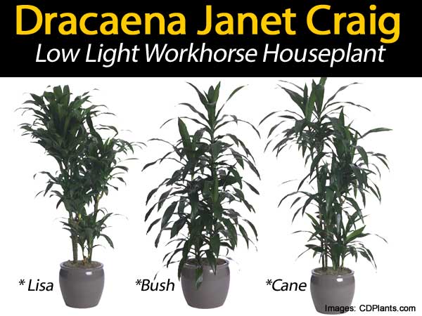 dracaena janet craig