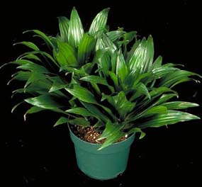 dracaena-janet-craig-compacta-809