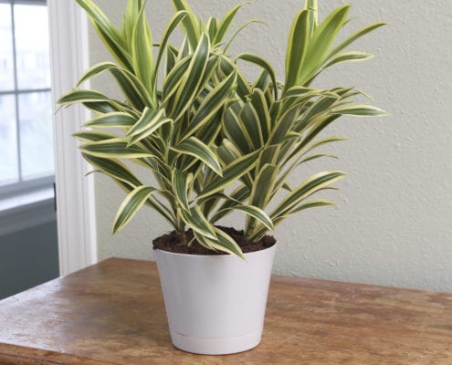 Dracaena song of india in a white pot