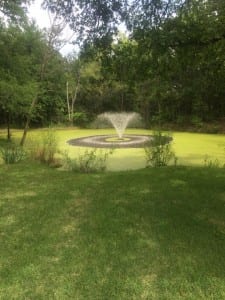 Dealing with Duckweed in Your Pond