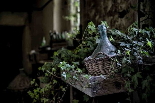 An English Ivy growing in a brown wicker basket with a bottle in it for visual effect.