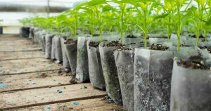 row of plants avoiding transplant shock with epsom salts