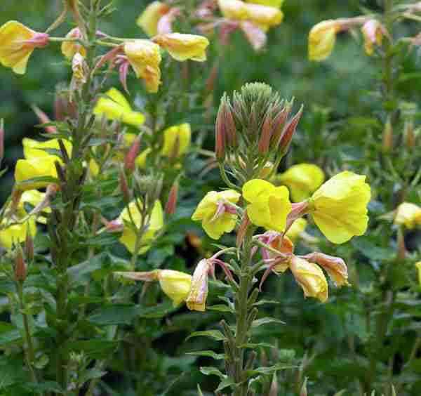 Evening primrose plants with yellow flowers