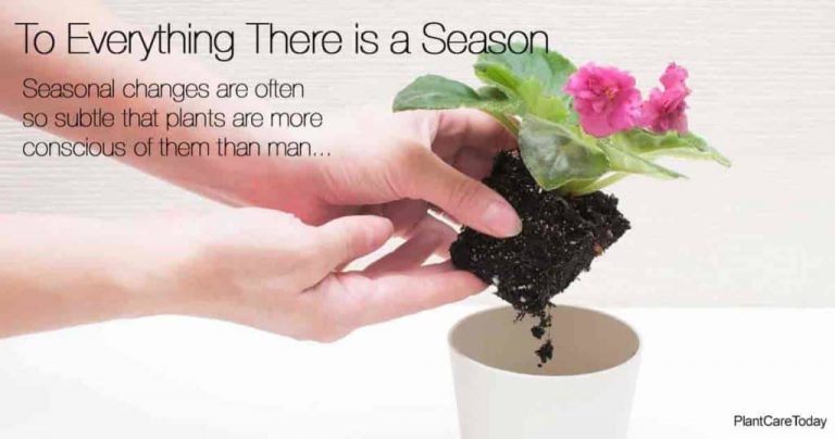 To Everything There Is A Season – Even Plants