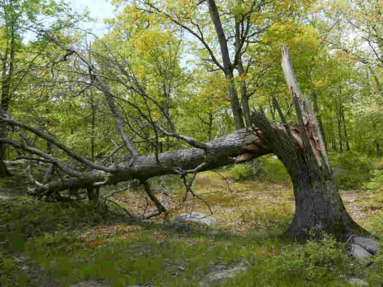 Are Your Trees in Danger of Falling?