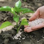 A hand spreading fertilizer in the soil around a young plant