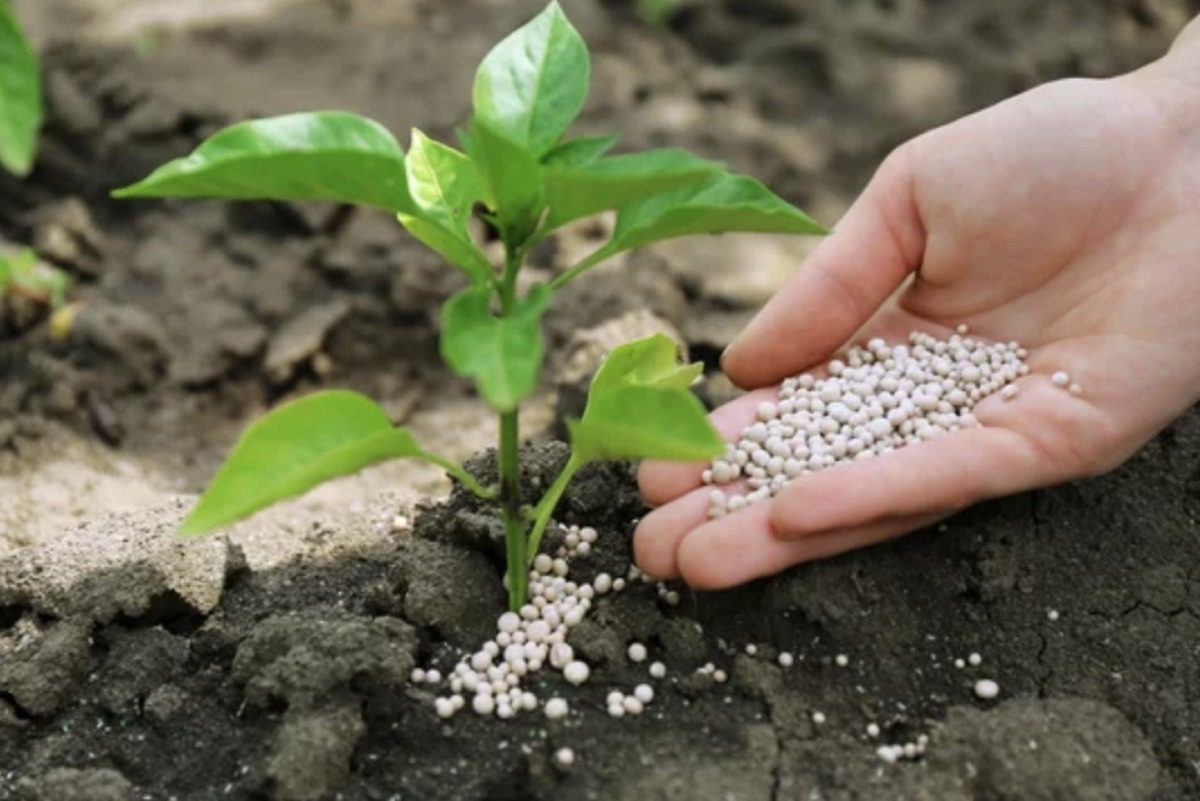 A hand spreading fertilizer in the soil around a young plant
