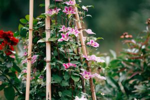 Pink and white Clematis plant with may flowers on a trellis.