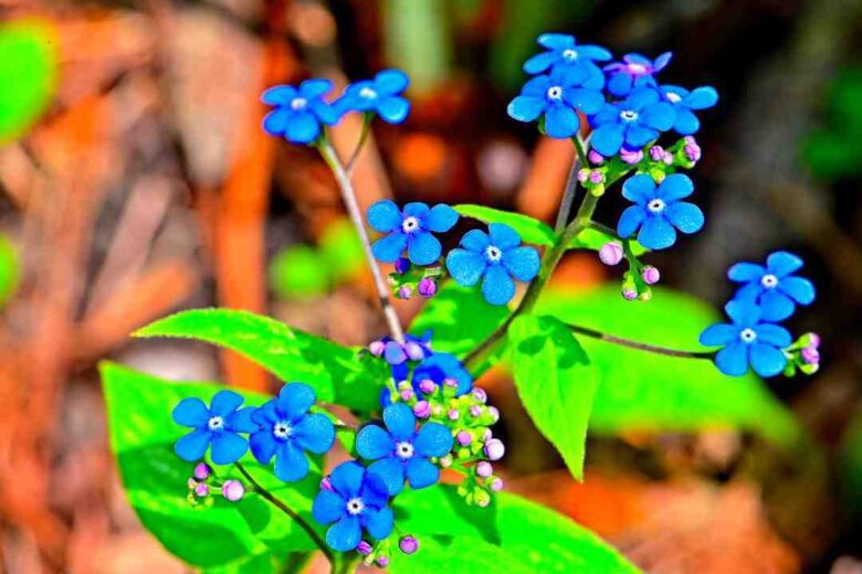Forget Me Nots flowers in full bloom