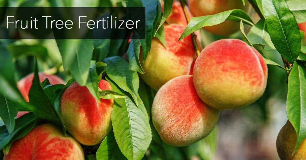 fruit tree fertilizer