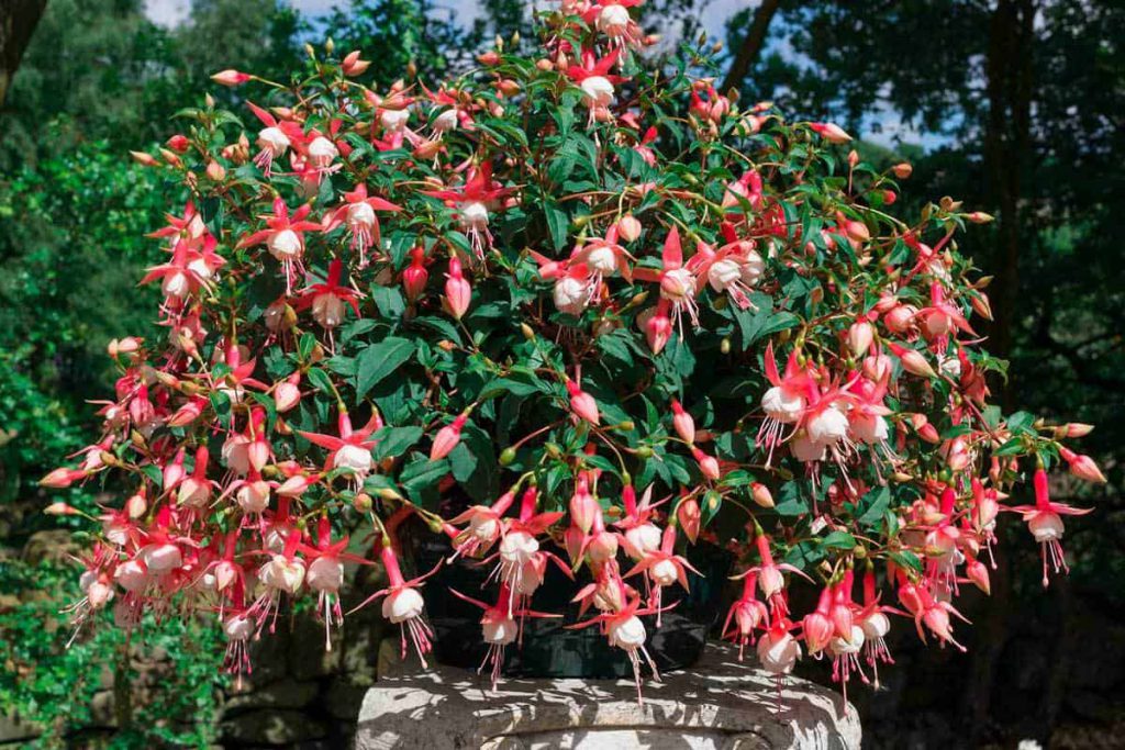 A hanging basket of fuchsia plants with pink and white flowers