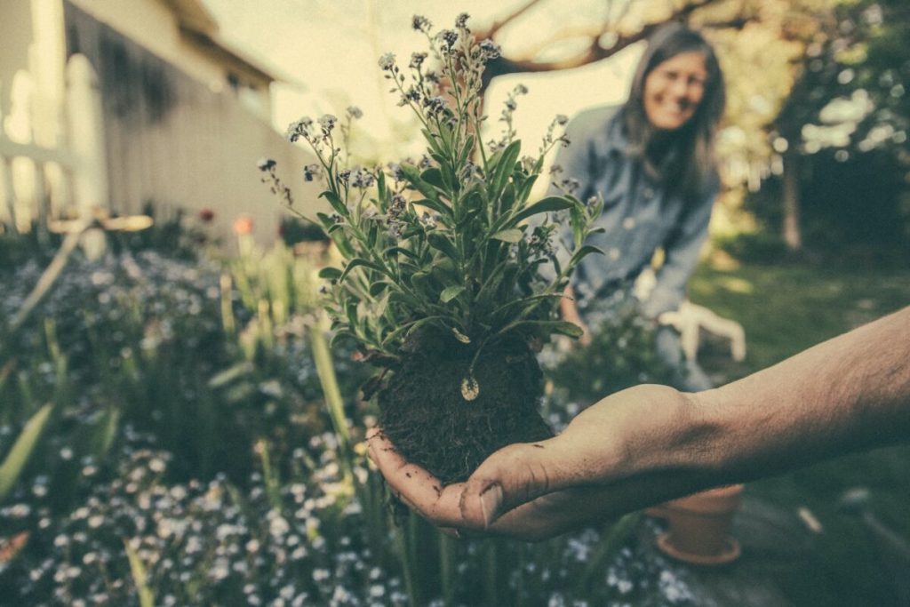 person showing green plant in garden