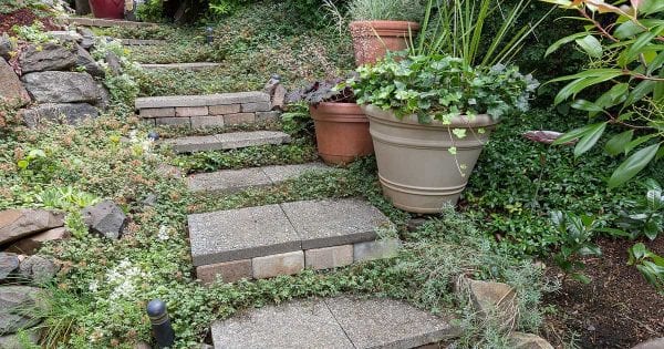 A staircase of manufactured stones set with ground cover and containers set on the rising slope.