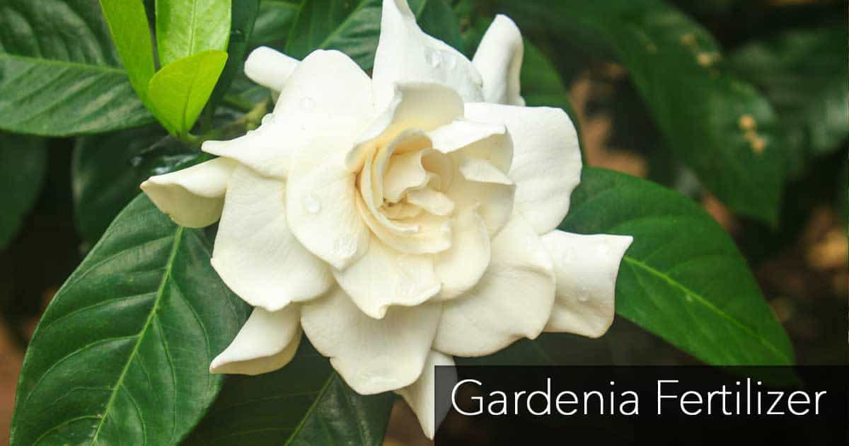 gardenia fertilizer