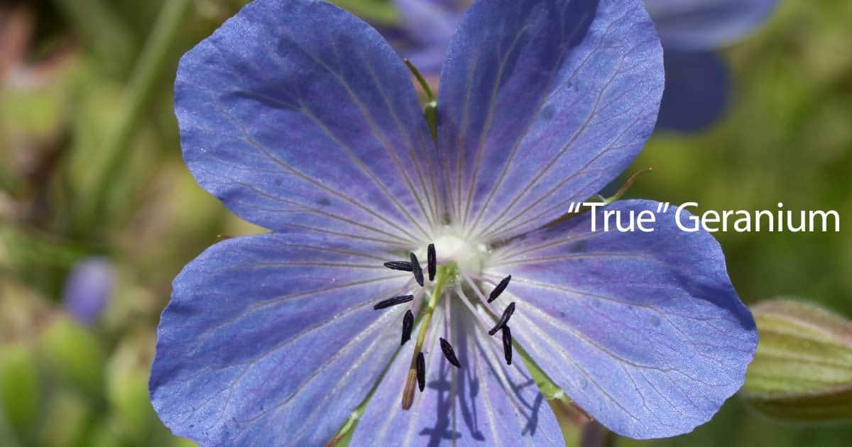 A close up of a blue geranium flower