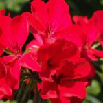 A cluster of bright Red Geranium flowers