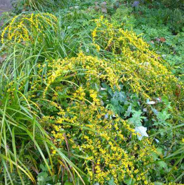 Blue-stemmed Goldenrod plant