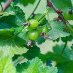 green gooseberry round fruit on green leaf