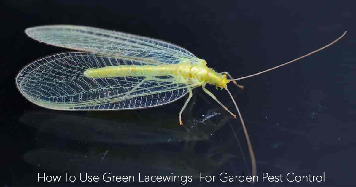 Green lacewing - the Aphid lion - used for garden pest control
