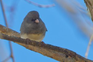 Young grey bird on a tree branch, probably a grosbeak