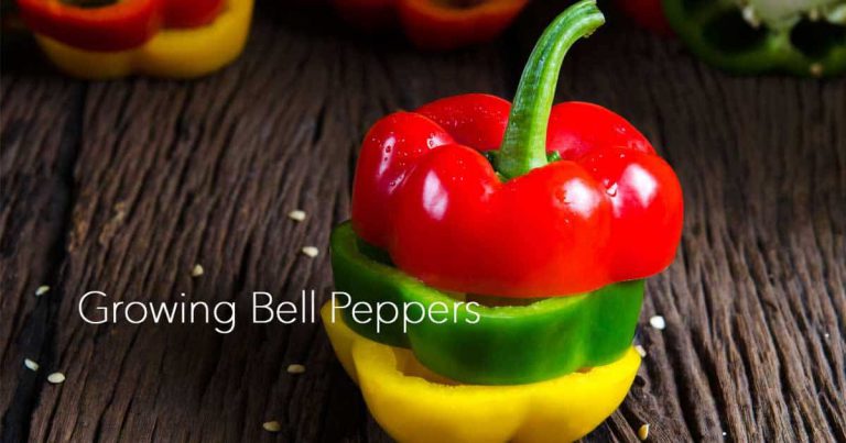 Growing Bell Peppers For Gardening Beginners