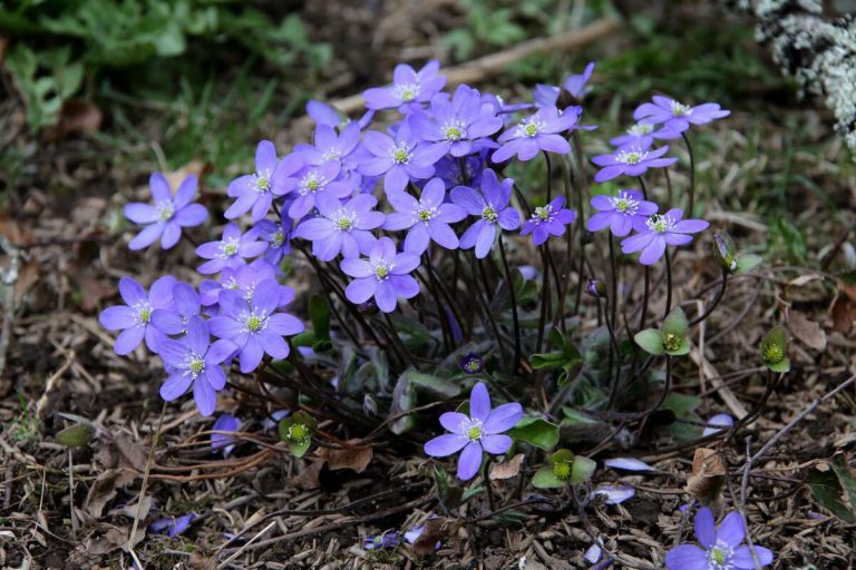 Light purple colored shrp lobeb hepatica plant