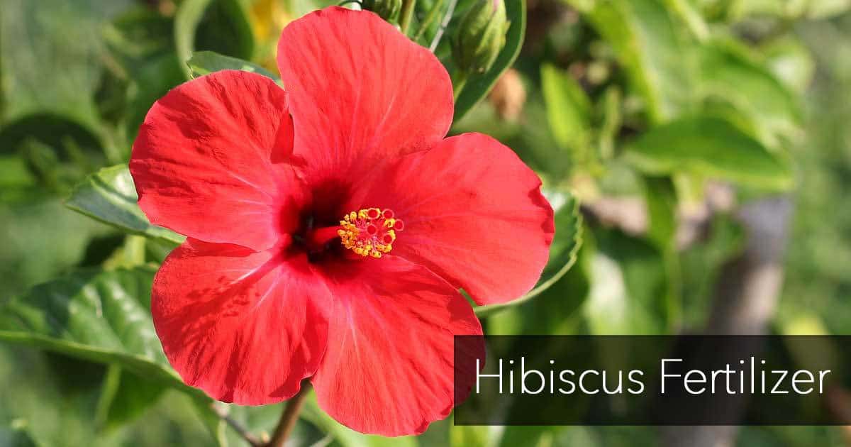 hibiscus-fertilizer-07312016