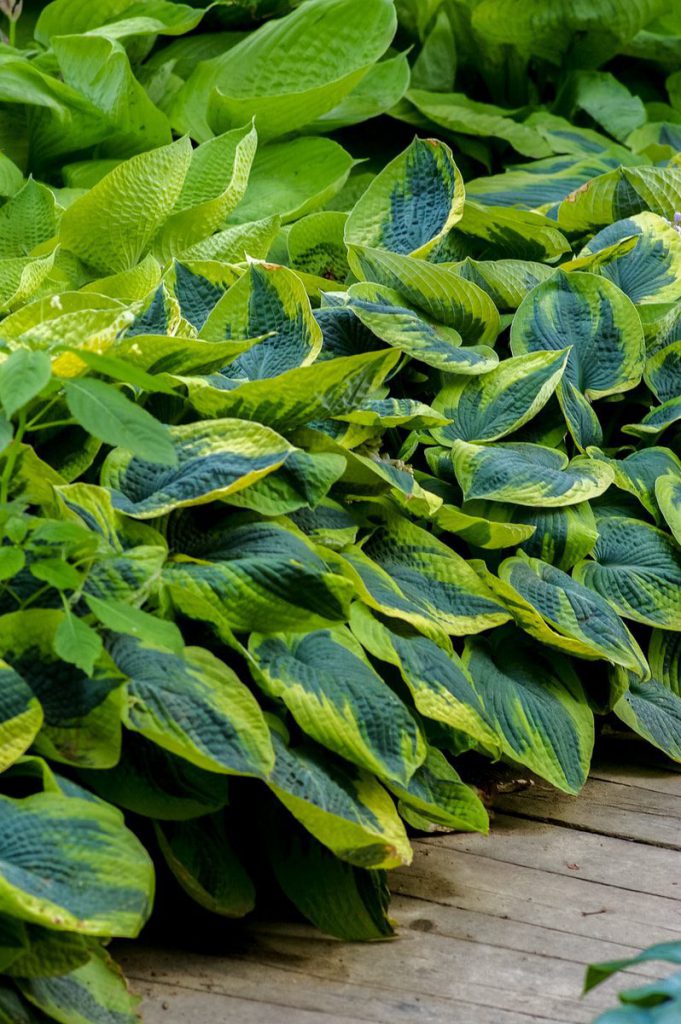 A row of healthy green hostas