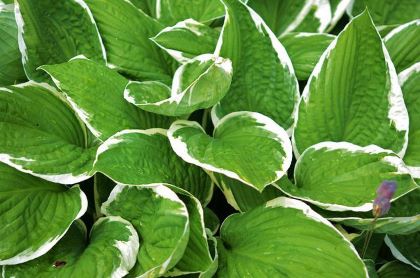 A hosta with white rim green leaves