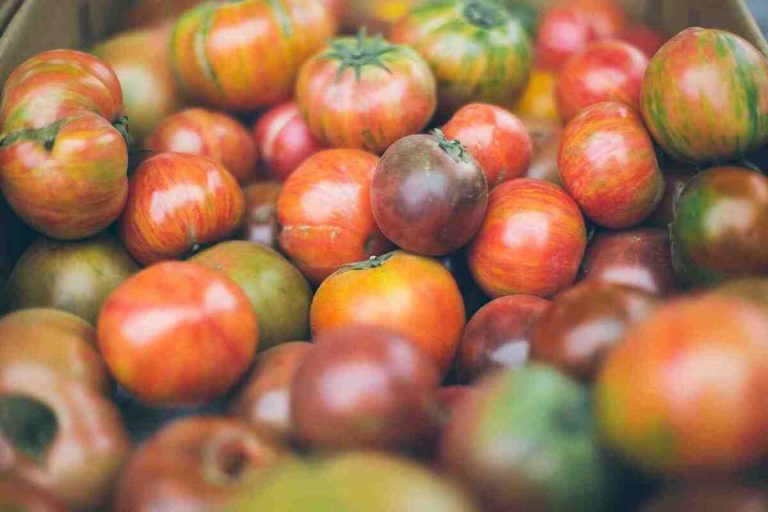 Veggie Bites – Hybridized Tomato and Rhubarb
