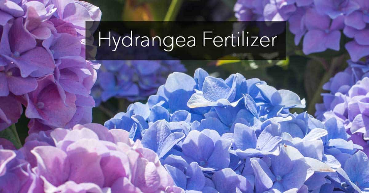 hydrangea fertilizer