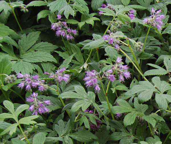 Virginia waterleaf plant showing leaves and flower