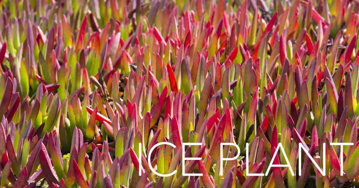 red ting on leaves of the ice plant