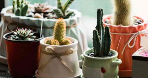Five attractive decorative pots each with a different succulent