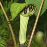 A jack in the pulpit flower