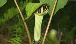 A jack in the pulpit flower