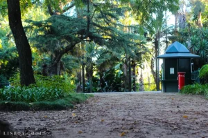 A path in a shaded area with many trees