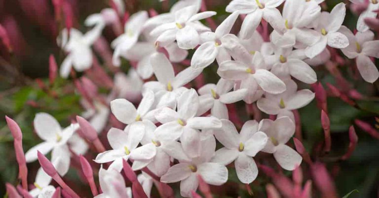 How To Grow And Care For the Popular Jasmine Plant