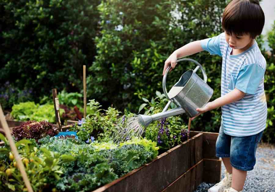 A young boy watering a raised vegetable garden