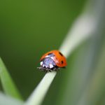 red and black lady bug - a good bug - on green leaf plant