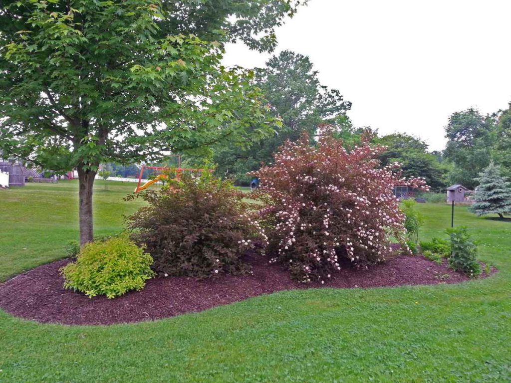 A landscape berm and mounds with trees, shrubs, flowering plants and burgundy mulch
