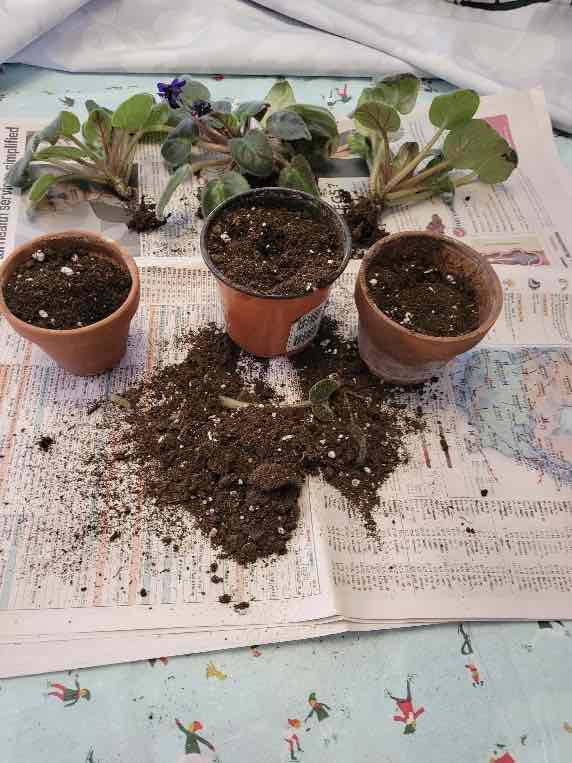 planting three African Violets