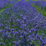field of growing lavender