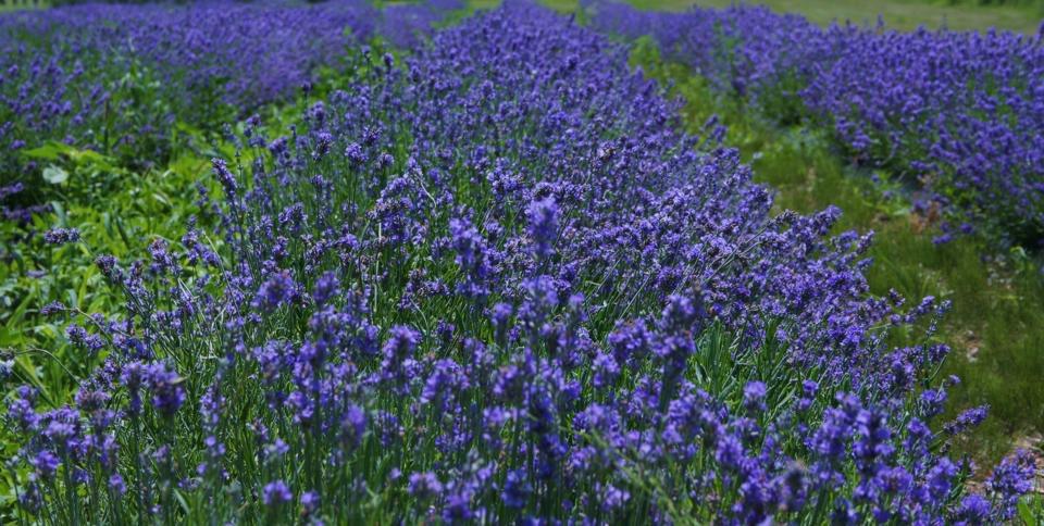 field of growing lavender