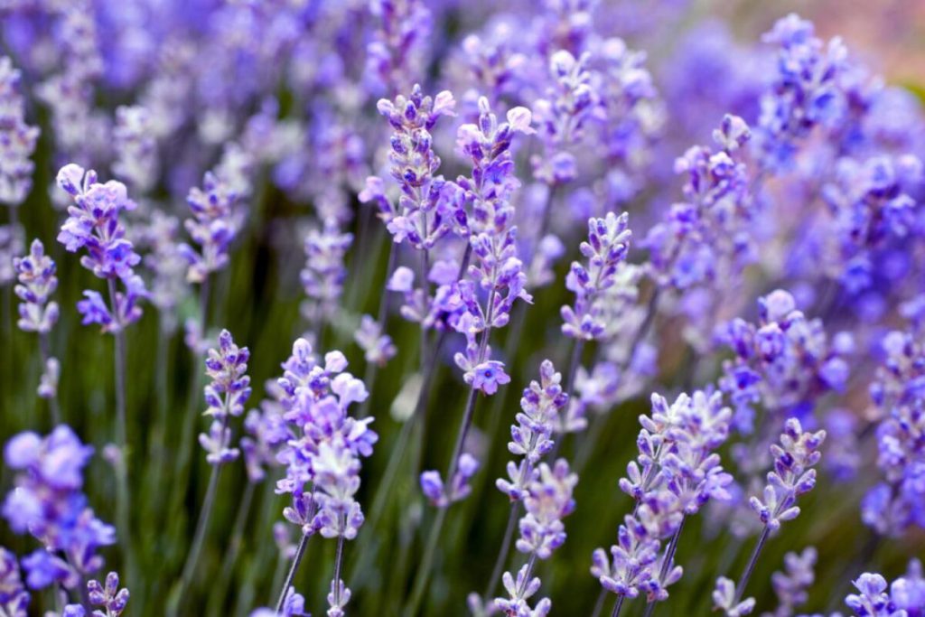 lavender in a field